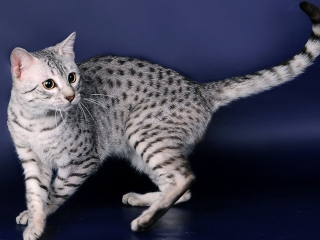 Породы кошек в Нефтегорске | ЗооТом портал о животных