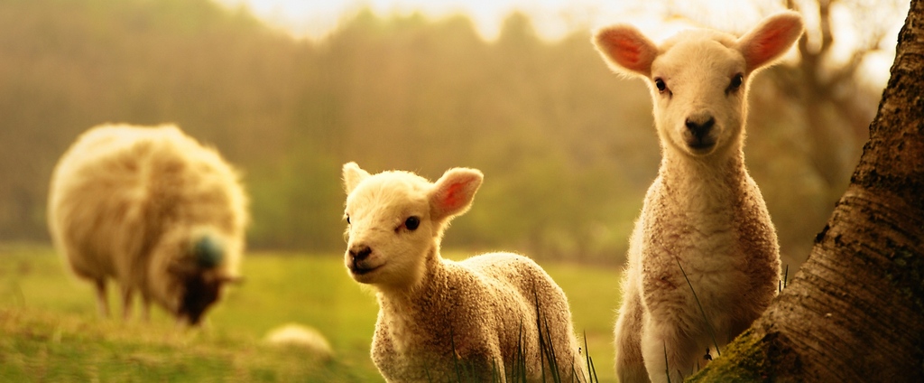 Объявления о сельскохозяйственных животных | ЗооТом - продажа, вязка и услуги для животных в Нефтегорске