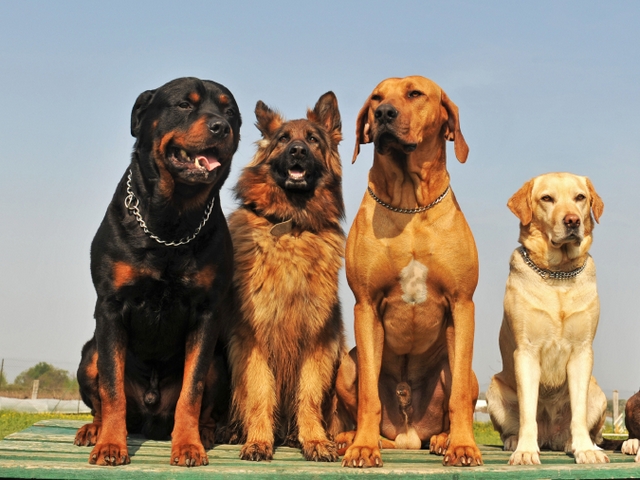 Крупные породы собак в Нефтегорске | ЗооТом портал о животных